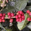 Wariant: 250 
                                                                                                                                                                                            kawiarka (moka)