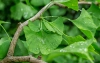 Ginkgo biloba, czyli miłorząb japoński. Działanie i wskazania do stosowania