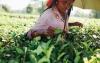 Herbata w Indiach. Historia i rodzaje herbat z Assam, Dardżylingu, Nilgiri i innych regionów