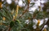 Herbatka z igieł sosnowych - przepis. Skąd wziąć igły sosny?
