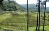 Podróże z kawą: Rwanda