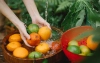 Bio, organic, a eko - różnice