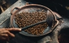 Kopi luwak - czym jest i ile kosztuje? Jak parzyć kawę z odchodów łaskuna?