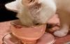 Tea pets, herbaciane zwierzaki - co to jest? Jak ich używać i jak je przechowywać?