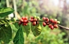 Coffea stenophylla, kawa z Sierra Leone. Roślina, która może uratować przemysł kawowy