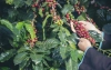 Gatunki kawy: Arabica i Robusta - różnorodność smaków kawowych